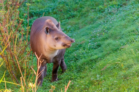 A South American tapir (Tapirus terrestris) runs through the undergrowth at the edge of the forest