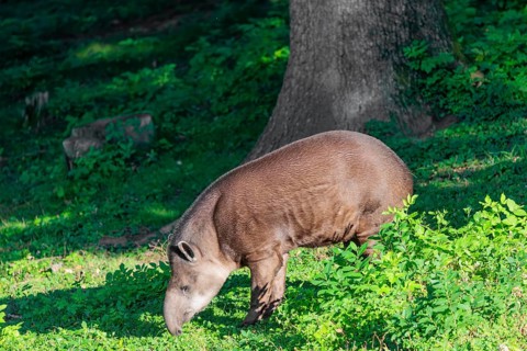 A South American tapir (Tapirus terrestris) runs through the undergrowth at the edge of the forest