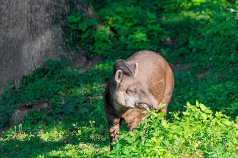 A South American tapir (Tapirus terrestris) runs through the undergrowth at the edge of the forest