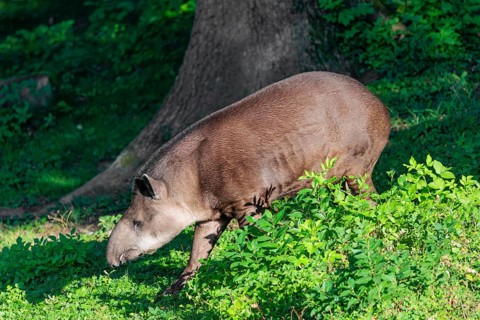 A South American tapir (Tapirus terrestris) runs through the undergrowth at the edge of the forest