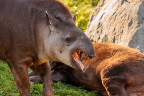 A male South American tapir (Tapirus terrestris) stands yawning in a clearing. Captive