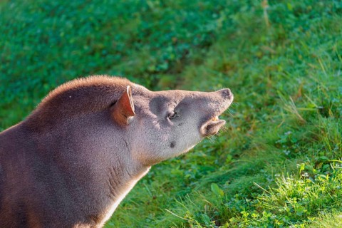 A male South American tapir (Tapirus terrestris) displays flehmen in a clearing. Captive