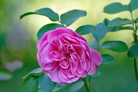 Close-up of a pink rose with green leaves in the background, Braunschweig, Lower Saxony, Germany