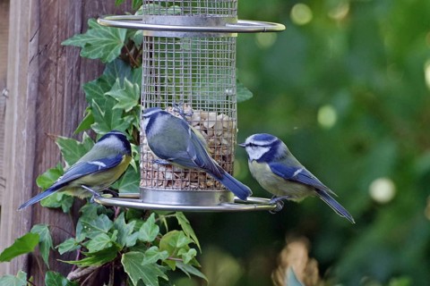 Three great tits at a feeding place in the garden, surrounded by ivy, Braunschweig, Lower Saxony,