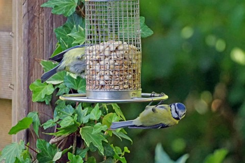 A blue tit hangs out at a feeding place surrounded by ivy in the garden, Braunschweig, Lower