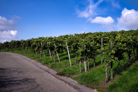 Path, road, through vineyard, vines, vineyards, viticulture, Stuttgart, Baden-Württemberg, Germany