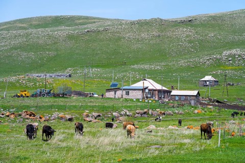 Cows grazing on a pasture in front of a farmhouse with green hills in the background, Zorakert,