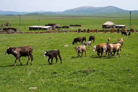 A group of young cattle moves across a wide green pasture with hills and scattered buildings, old