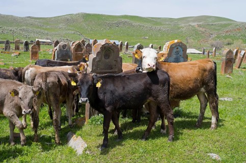 Cows and calves gather on a green meadow with old gravestones behind them, old cemetery, Aghvorik,