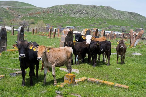 A group of cattle stands in a meadow in front of old gravestones with green hills in the