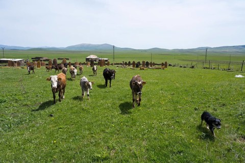 A herd of cattle with a dog walks across a wide green meadow in front of rolling hills, old