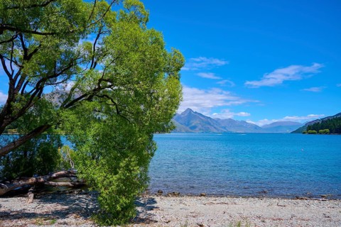 Peaceful view of a lake with a tree in the foreground and mountains in the background, Queenstown,