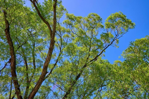 Treetops from below with bright green foliage against a blue sky, Queenstown, Queenstown-Lakes