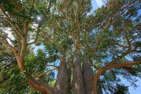 Tall tree peppermint eucalyptus (Eucalyptus radiata), with dense foliage, sunlight shimmering