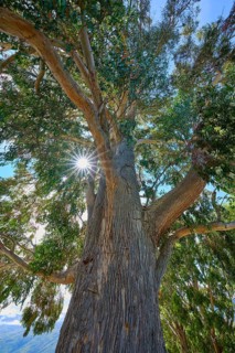 Tall tree peppermint eucalyptus (Eucalyptus radiata), with broad trunk and dense branches, sun rays