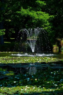 Fountain in a pond with bubbling water, surrounded by water lilies and green trees, Queenstown,