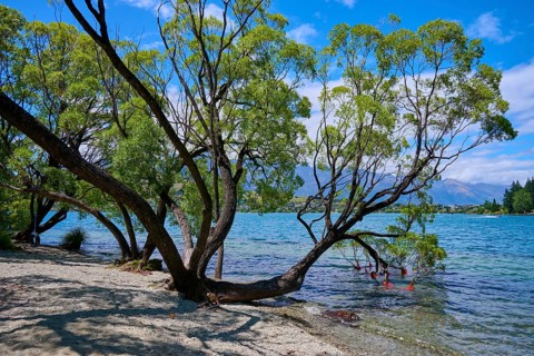 Overhanging trees by the lake with clear water and summer sky, Queenstown, Queenstown-Lakes