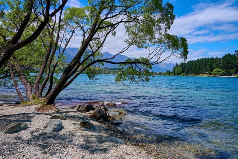 Trees by the lake with views of mountains and blue sky, Queenstown, Queenstown-Lakes District,