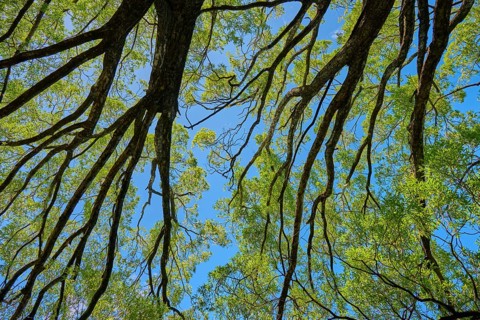 View from below of branching treetops against a blue sky, Queenstown, Queenstown-Lakes District,