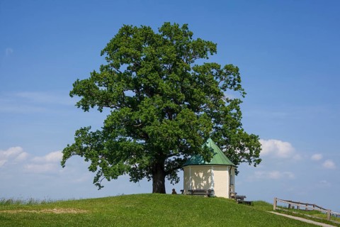 Lookout chapel with Luitpoldeiche, near Törwang, Samerberg, Chiemgau, Upper Bavaria, Bavaria,