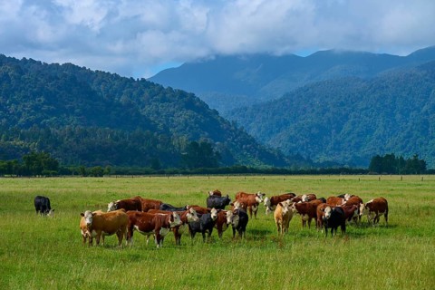 Cows on a wide green pasture with a gentle mountain backdrop and clouds in the sky, West Coast,
