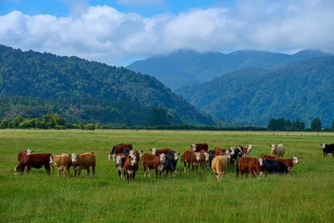 A herd of cows stands in a wide pasture, framed by mountains and a cloudy sky, West Coast, South