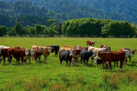 Cows grazing in a lush green meadow with mountains and forests in the background under a cloudy