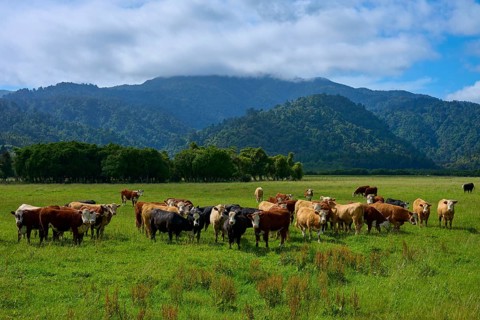 A group of cows in a wide meadow against a mountain backdrop under a cloudy sky, West Coast, South