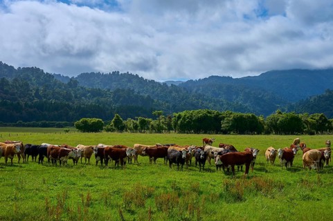 Cows standing in a lush pasture with forests and mountains in the background under a slightly
