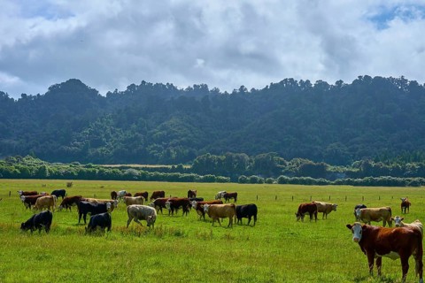 A herd of cows in a green pasture surrounded by forests and mountains under a cloudy sky, West