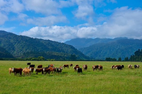 Cows grazing on a green pasture against a mountain backdrop with clouds in the sky, West Coast,