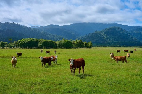 Cows standing and grazing on a wide, green meadow in front of a hilly mountain backdrop, West