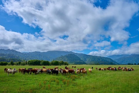 Cows grazing in a vast green pasture under a dramatic sky with clouds and mountains in the