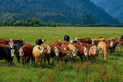 Cows grazing on lush pasture with wooded hills in the background, West Coast, South Island, New