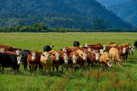 Group of cows on green pasture, in front of a wooded hill under a clear sky, West Coast, South