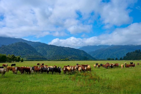 Herd of cows on green pasture surrounded by mountains under cloudy sky, West Coast, South Island,