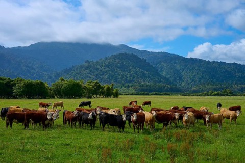 Cows grazing on a green meadow with mountain and forest backdrop under a cloudy sky, West Coast,