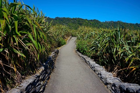 Plant-lined path leads through dense vegetation under a blue sky, Pancake Rocks, Westport,
