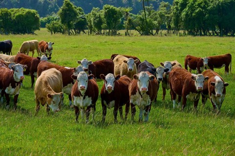 Cows standing on a green meadow with trees in the background, West Coast, South Island, New Zealand