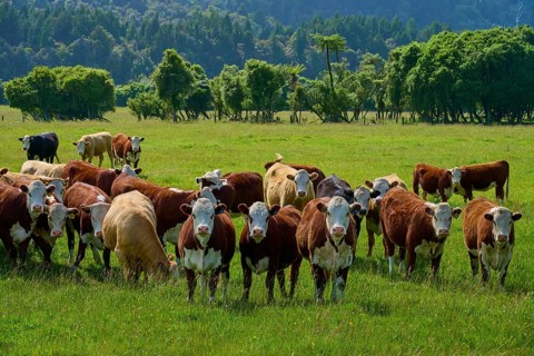 Group of cows on grassy pasture with trees and sky, West Coast, South Island, New Zealand