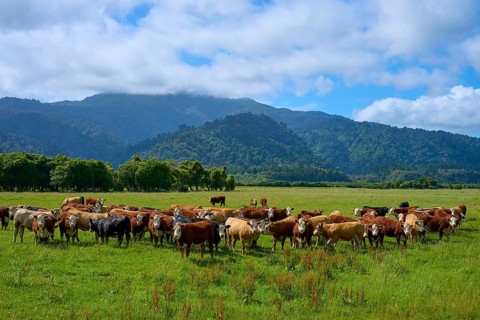 Cows gather on a pasture in front of mountains under a blue sky, West Coast, South Island, New