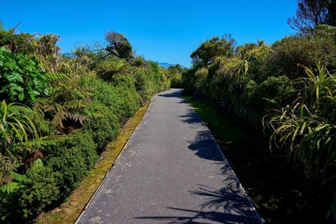 Straight path through dense green vegetation under a clear blue sky, Pancake Rocks, Westport,