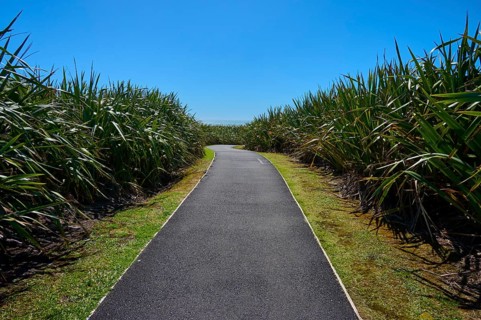 Tarmac path through dense vegetation under a clear blue sky, Pancake Rocks, Westport, Greymouth,