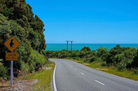 Coastal road with penguin warning sign offers a view of the blue sea, West Coast, South Island, New