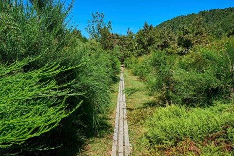Wooden walkway between dense greenery in a forest on a sunny day, Buller Gorge Swing Bridge, Buller