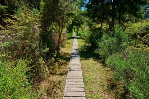 Long wooden walkway through dense green forest in sunny weather, Buller Gorge Swing Bridge, Buller