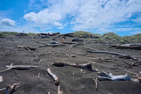 Driftwood scattered across the sandy beach under a cloudy sky, Mana Bay, Patea, Taranaki, North