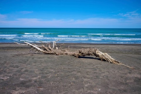 A large piece of driftwood lying across the sand by the ocean, Mana Bay, Patea, Taranaki, North