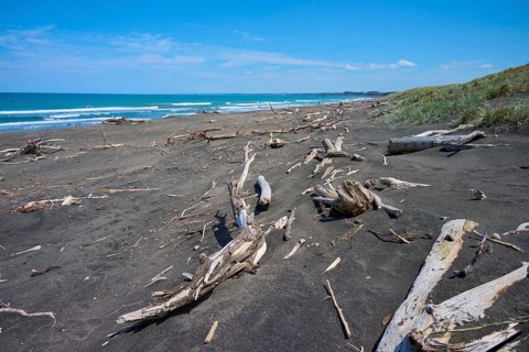 A collection of driftwood on a sandy beach overlooking the sea, Mana Bay, Patea, Taranaki, North