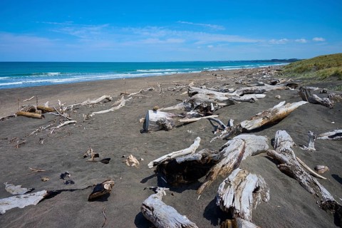 A wide beach with driftwood and a view of the calm ocean, Mana Bay, Patea, Taranaki, North Island,